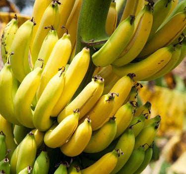 Dwarf Cavendish Banana Tree