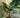 Dwarf Cavendish Banana Tree