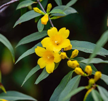 Carolina Jasmine flowers