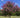 Catawba Crape Myrtle
