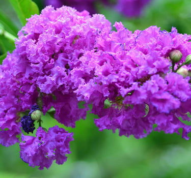 Catawba Crape Myrtle