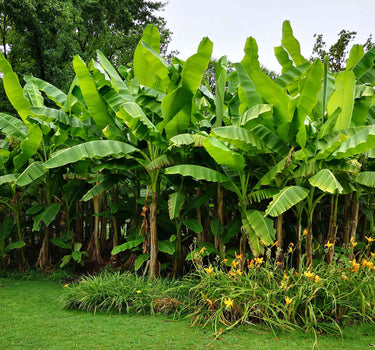 Dwarf Cavendish Banana Tree