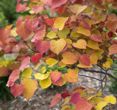 Flame Thrower Redbud foliage