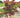 Flame Thrower Redbud
