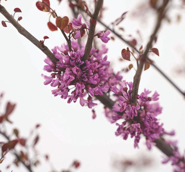 Garden Gems Amethyst Redbud flowers
