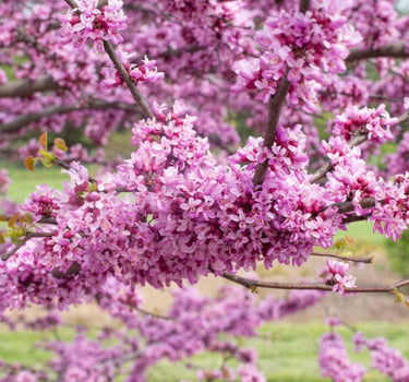 Garden Gems Emerald Redbud flowers