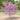 Garden Gems Emerald Redbud