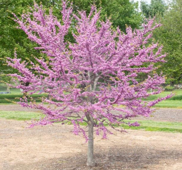 Garden Gems Emerald Redbud