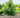 Garden Gems Emerald Redbud