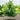 Garden Gems Emerald Redbud