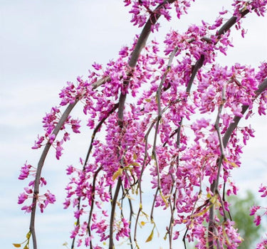 Golden Falls Redbud flowers