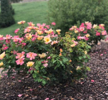 The Champion Sunblush Rose Bush