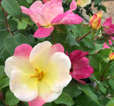 The Champion™ Sunblush Rose