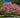 Cherokee Brave Pink Dogwood