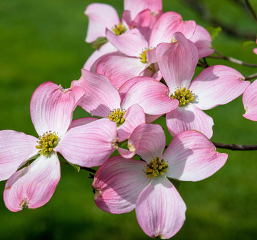 Cherokee Brave Pink Dogwood