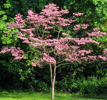Cherokee Brave Pink Dogwood