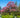 Cherokee Chief Pink Dogwood