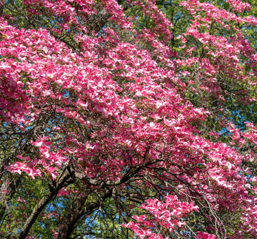 Cherokee Chief Pink Dogwood