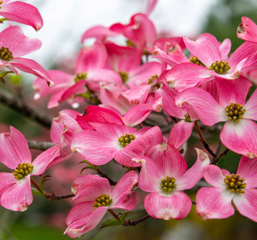 Cherokee Chief Pink Dogwood
