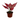 Chinese Evergreen 'Ruby Garuda'