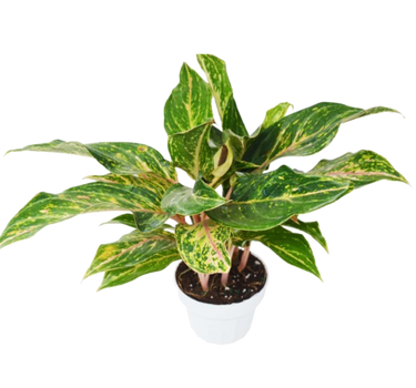 Chinese Evergreen 'Sparkling Sarah' - 6" Pot