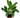 Chinese Evergreen 'White Stem'