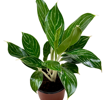 Chinese Evergreen 'White Stem'