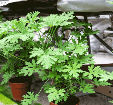 Citronella Bush