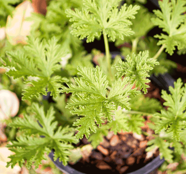 Citronella Bush