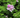 Citronella Bush