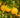 Cocktail Grapefuit Tree fruit