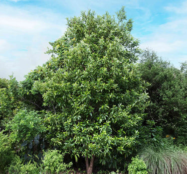 Cold Hardy Avocado Tree