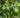 Cold Hardy Avocado Tree
