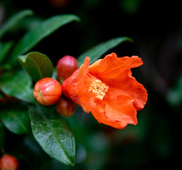 Cold Hardy Red Pomegranate
