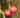 Cold Hardy Red Pomegranate