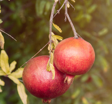 Cold Hardy Red Pomegranate
