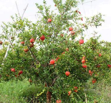 Cold Hardy Red Pomegranate