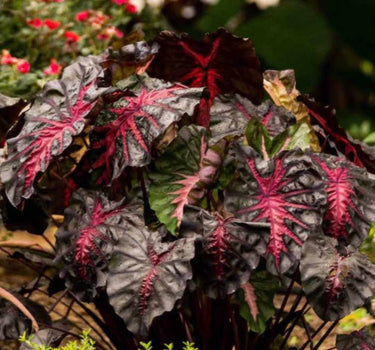 Redemption™ Colocasia