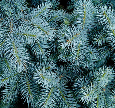 Colorado Blue Spruce