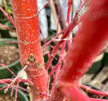 Coral Bark Japanese Maple Tree
