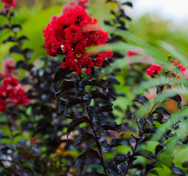 Thunderstruck™ Rumblin Red™ Crape Myrtle