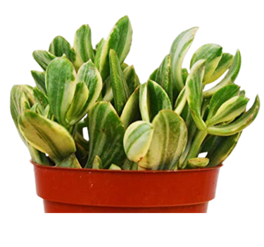 Crassula Ovata 'Variegated Jade' Succulent - 4" Pot