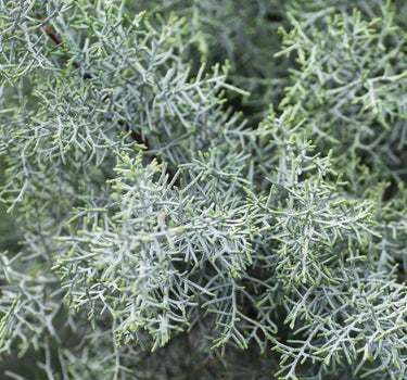 Arizona Cypress - Carolina Sapphire