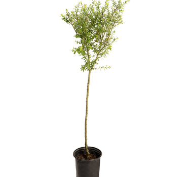 Tri-Color Dappled Willow Tree