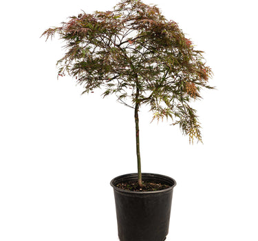 Red Dragon Japanese Maple Tree