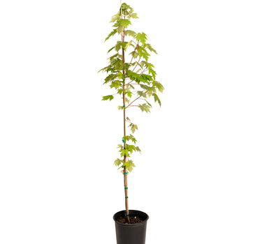 Autumn Blaze® Red Maple Tree