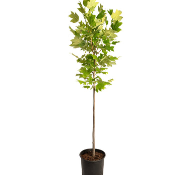 Tulip Poplar
