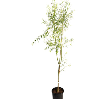 Weeping Willow