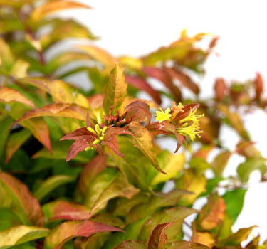 Firefly® Honeysuckle