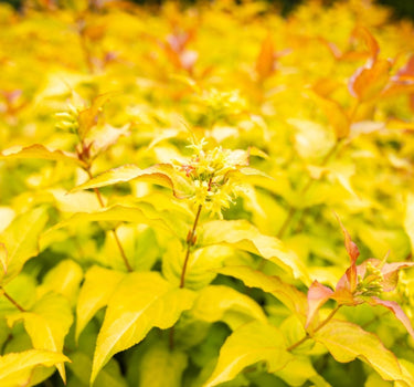 Firefly® Honeysuckle